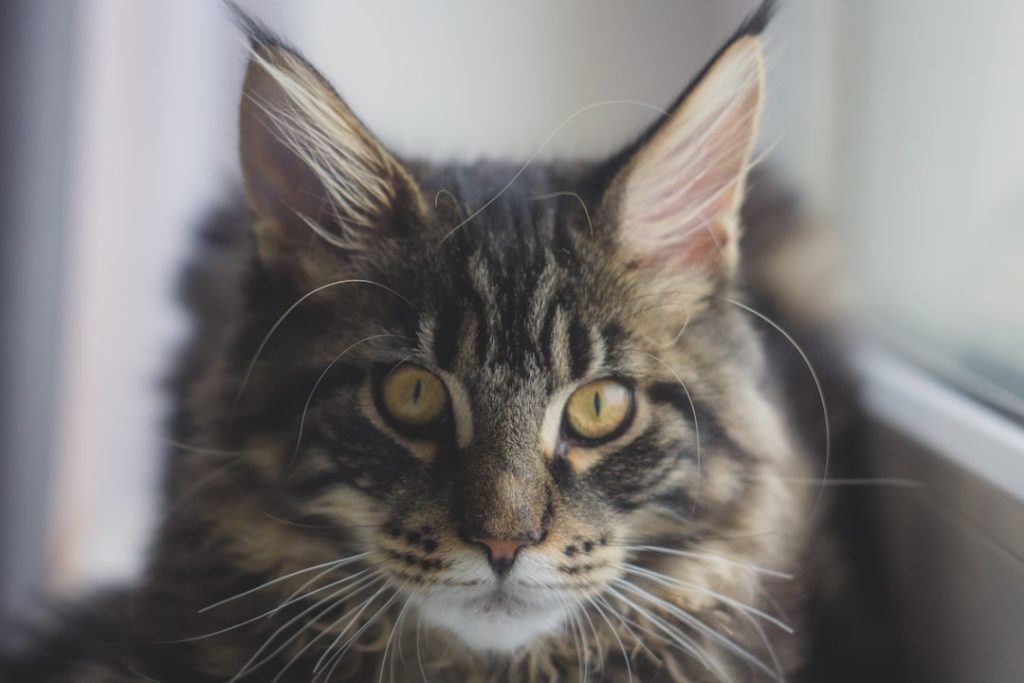 The Majestic Maine Coon Tabby Mix: A Perfect Blend of Beauty and Personality