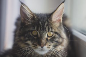 Photo Cat, Maine Coon